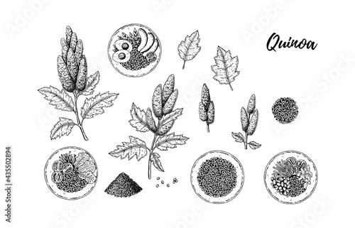 Set of hand drawn quinoa design elements isolated on white background. Vector illustration in sketch style photo