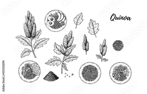 Set of hand drawn quinoa design elements isolated on white background. Vector illustration in sketch style