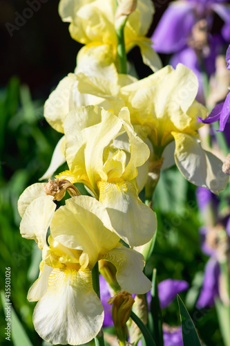 Cluster of Yellow Irises