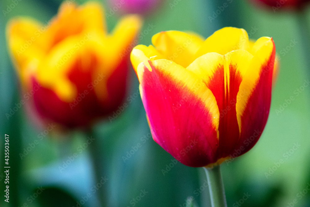 Fototapeta premium Tulpen