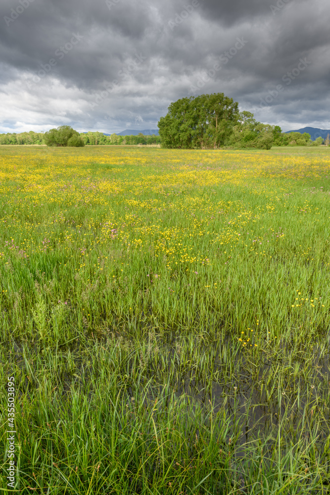 Meadow in bloom flooded in cloudy weather in spring. Meadow in bloom flooded in cloudy weather in spring.