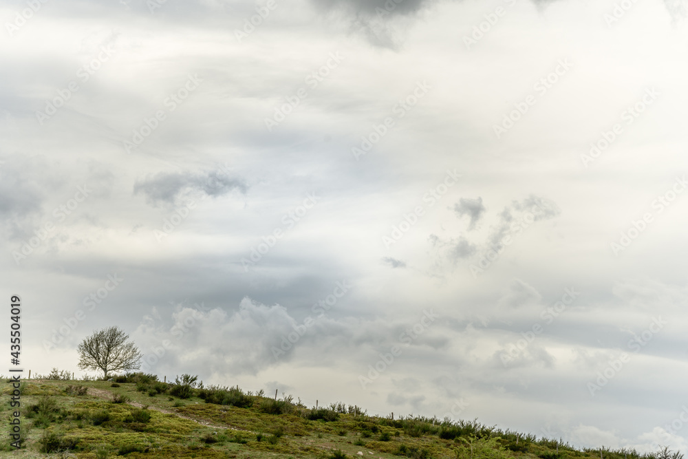 Silhouettes of trees in spring in the mountain.