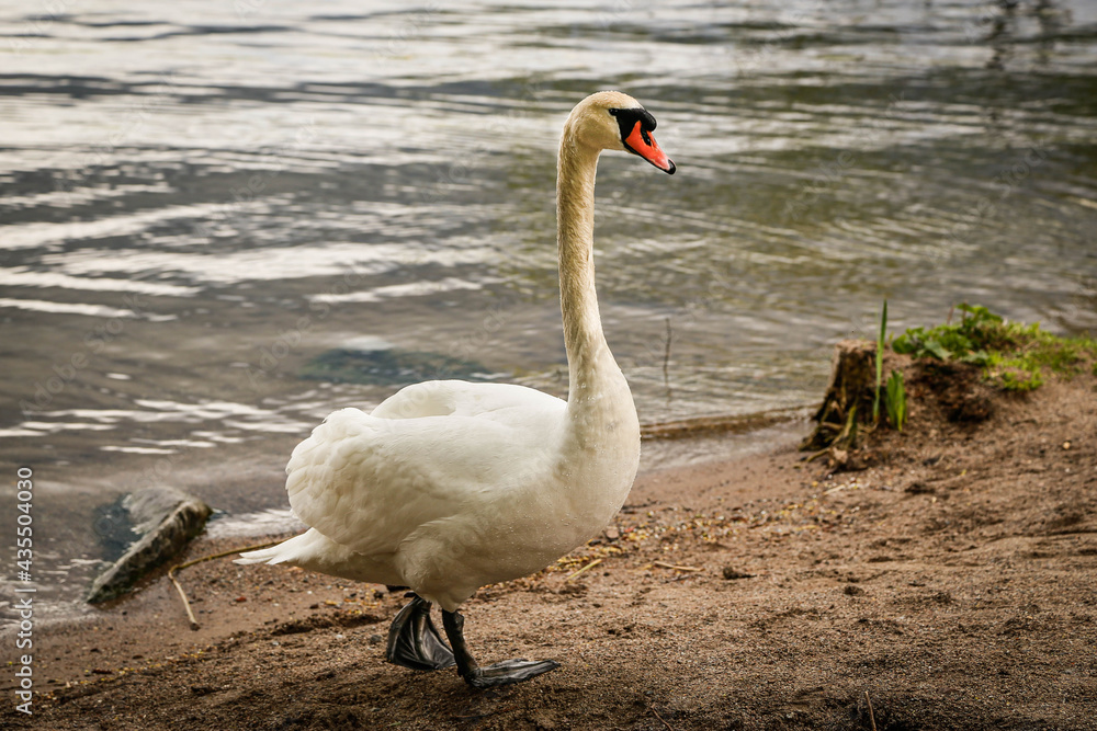 Obraz premium A swan walking a lakeside beach.