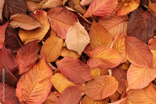 Autumn background – top down view on heap of dried orange, pink, yellow leaves. Closeup