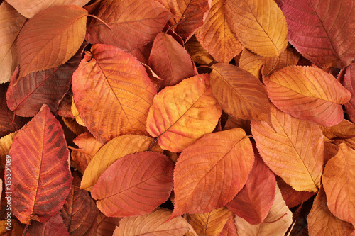 Autumn background – top down view on heap of dried orange, pink, yellow leaves. Closeup © Owl_photographer