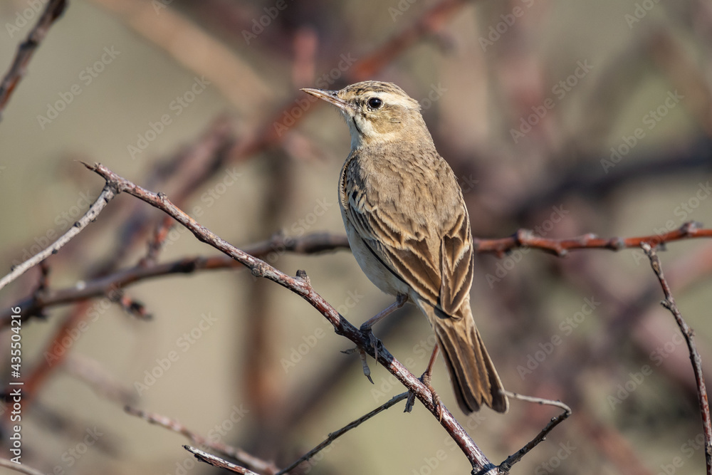 Tawny pipit, Anthus campestris, single bird in the wild Tawny pipit, Anthus campestris, single bird in the wild