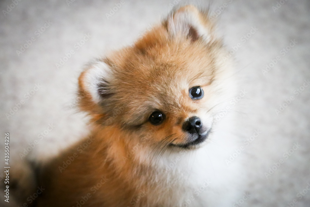 pomeranian spitz puppy pomeranian spitz puppy
