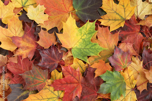 Autumn background - top down view of a bunch of dried yellow, green, orange, purple and red maple leaves. Closeup