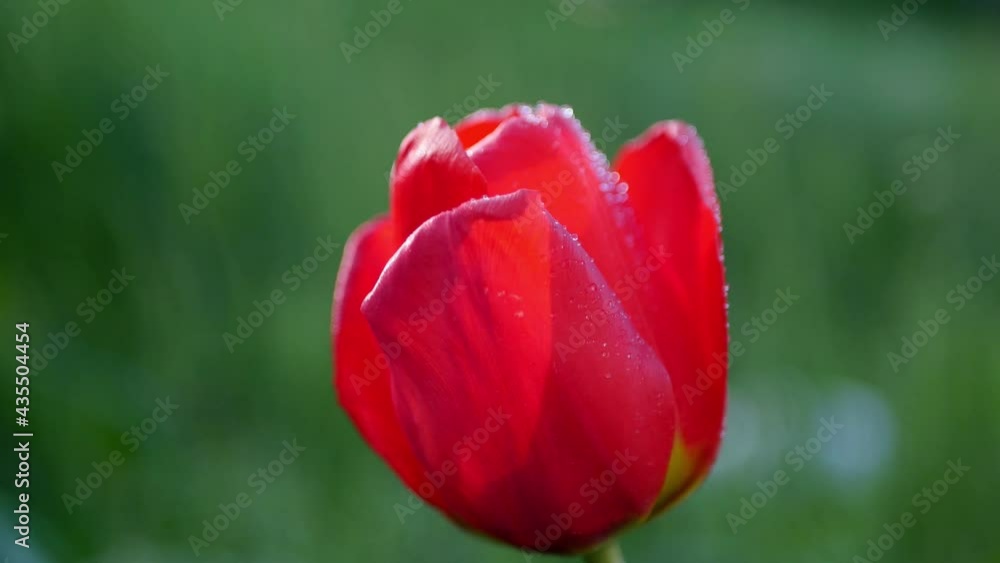 Close up tulip under water flow. Watering flowers in the garden. Dew on plant Close up tulip under water flow. Watering flowers in the garden. Dew on plant