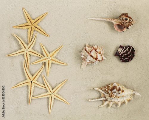 Sea shells and Starfishes on the sand. Top down view. Closeup