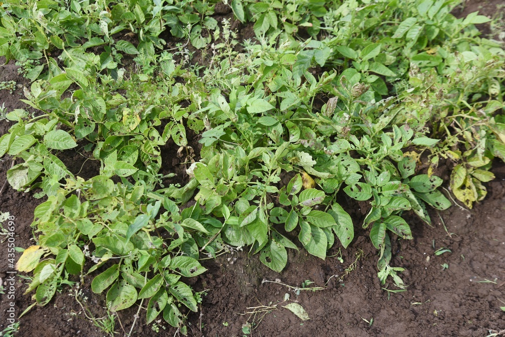 Kitchen garden work. Potato harvest. Kitchen garden work. Potato harvest.