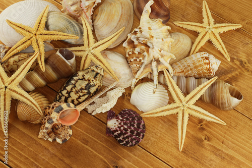Sea shells and Starfishes on brown wooden background. Top down view. Closeup