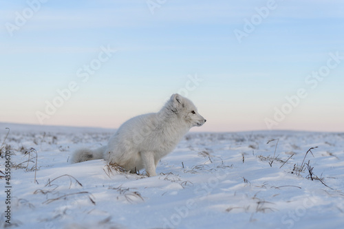 Arctic fox  Vulpes Lagopus  in winter time in Siberian tundra with industrial background.