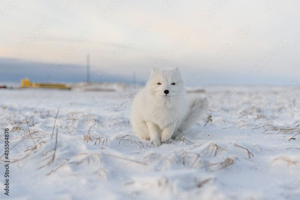 Arctic fox (Vulpes Lagopus) in winter time in Siberian tundra with industrial background. Arctic fox (Vulpes Lagopus) in winter time in Siberian tundra with industrial background.