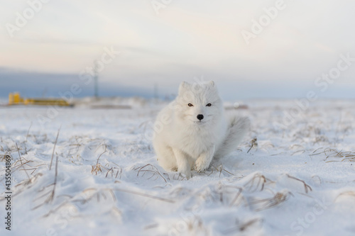 Arctic fox (Vulpes Lagopus) in winter time in Siberian tundra with industrial background. photo