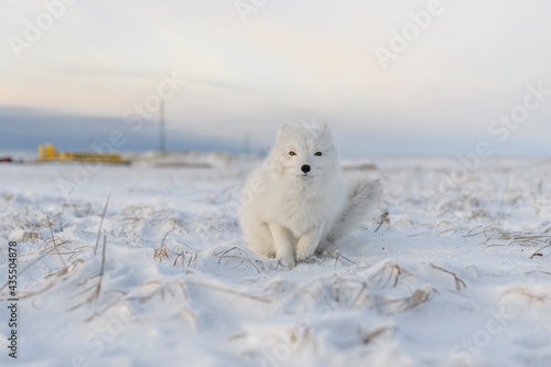 Arctic fox (Vulpes Lagopus) in winter time in Siberian tundra with industrial background. © Alexey Seafarer