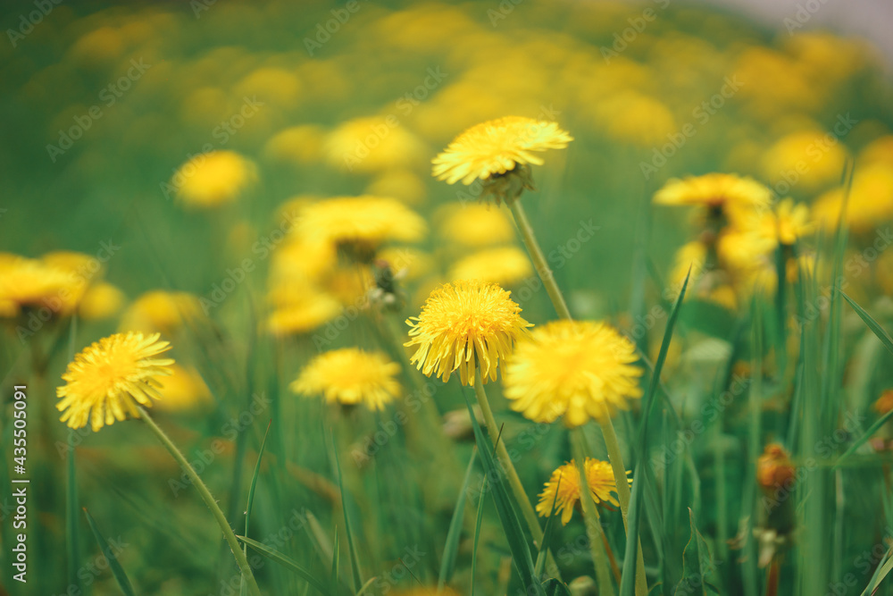 Fototapeta premium Bright yellow flowers dandelions on a green lawn. 
