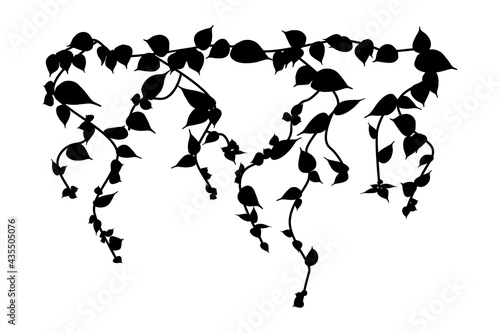 Ivy vine silhouette isolated on white background. Vine plant. Black hanging vine with leaves. Spring or nature plant design. Flat leaves hanging down. Floral pattern. Stock vector illustration