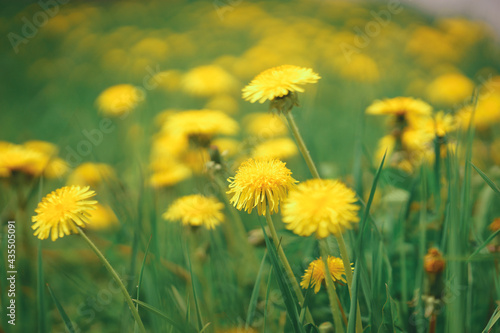 Bright yellow flowers dandelions on a green lawn. 