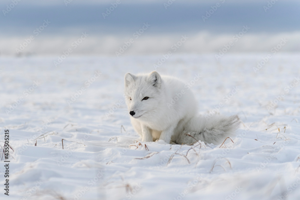 rctic fox (Vulpes Lagopus) in wilde tundra. Arctic fox lying.