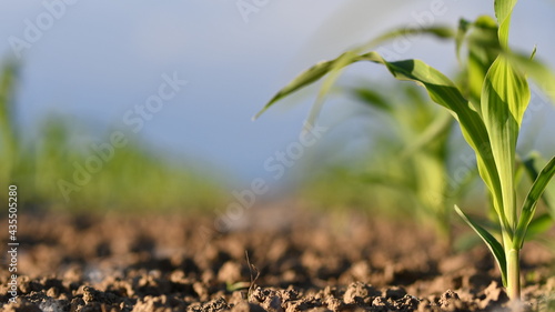 Photos Germoglio di mais con profondità di campo