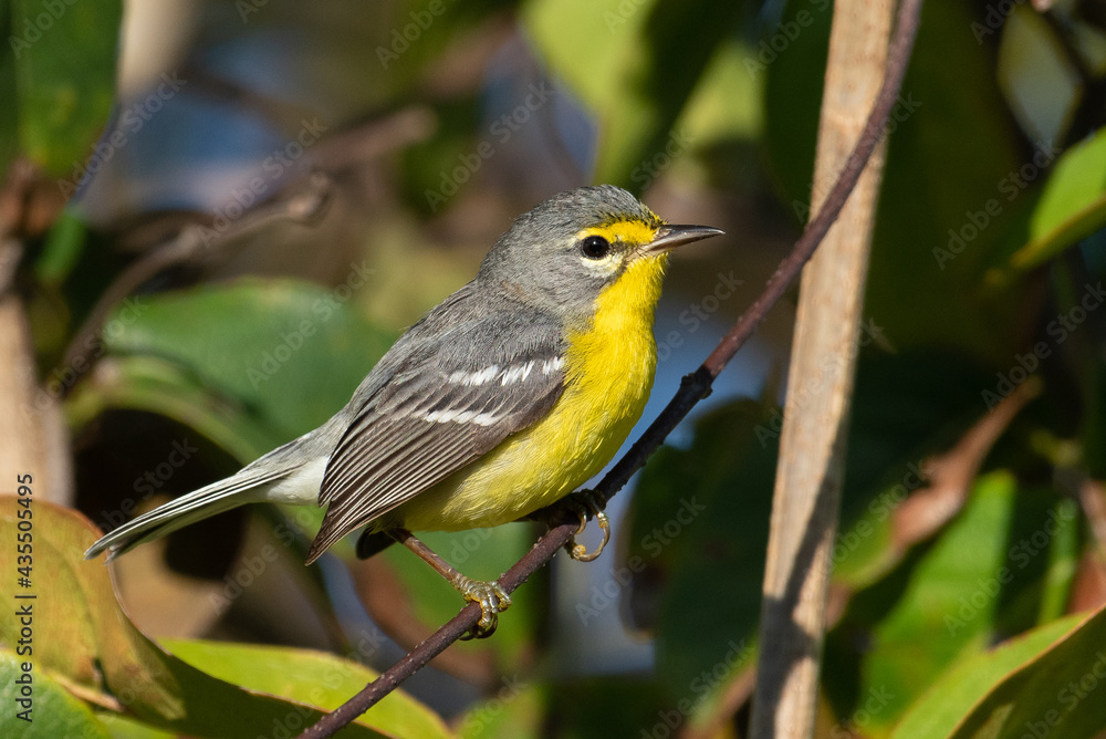 Fototapeta premium Adelade's Warbler perch. Small yellow bird 