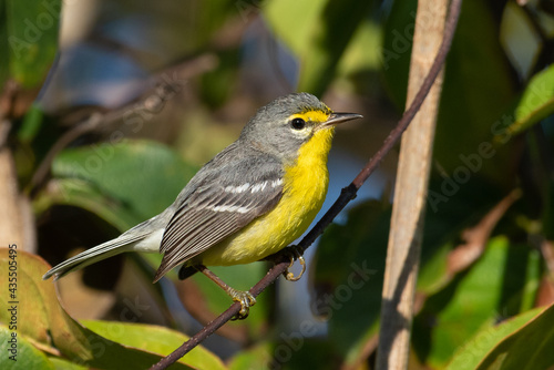 Adelade's Warbler perch. Small yellow bird 