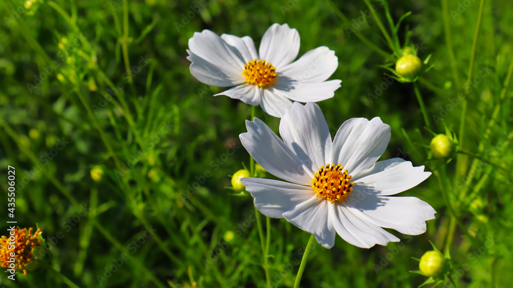 Summer white kosmeya flowers in the garden Summer white kosmeya flowers in the garden