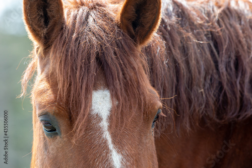 A closeup of a chestnut brown adult horse with a braided mane, white spot on its head, and beautiful dark eyes. The domestic animal is wearing a bridle. There's snow on the animal's mouth and whiskers