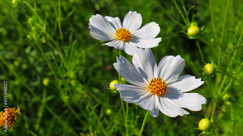 Summer white kosmeya flowers in the garden 