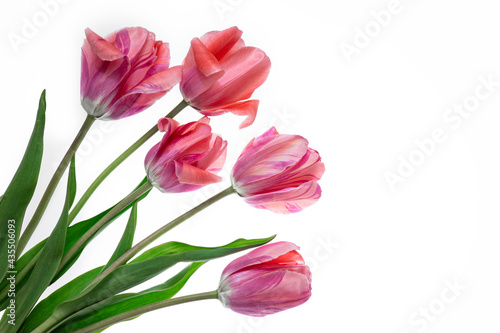 Fototapeta Naklejka Na Ścianę i Meble -  tulip flowers on white background, large red tulips isolate, bouquet for womens day, background for mothers day, free space
