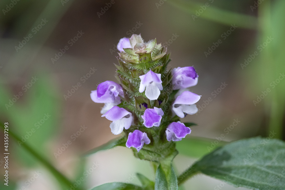 Skullcap Flower Plant Edible