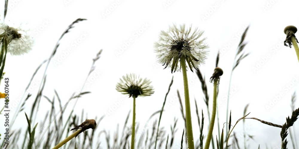 Naklejka premium dandelion in the grass
