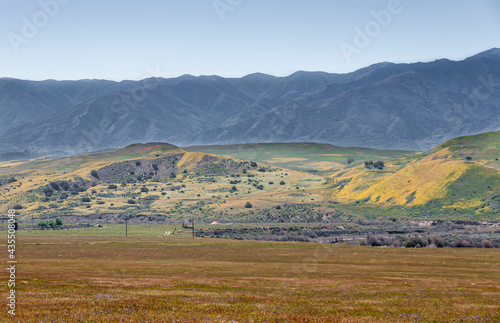 Santa Maria, CA, USA - April 8, 2010: Ranch land on foothills of Los Padres mountain range under ligh blue sky. Yellow mustard flowers compete with grass and brown weeds.