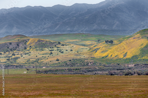 Santa Maria, CA, USA - April 8, 2010: Ranch land on foothills of Los Padres mountain range. Yellow mustard flowers compete with grass and brown weeds.