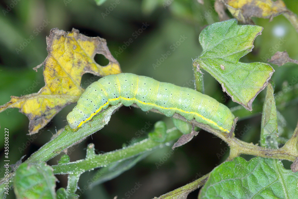 CaterpillarThe bright-line brown-eye (Lacanobia oleracea). It is a pest of many types of crops, including tomatoes. An insect on a damaged tomato. CaterpillarThe bright-line brown-eye (Lacanobia oleracea). It is a pest of many types of crops, including tomatoes. An insect on a damaged tomato.