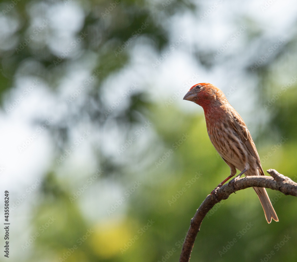 Finch perched on branch with bokeh background Finch perched on branch with bokeh background