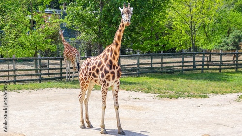 Photography giraffe in the zoo