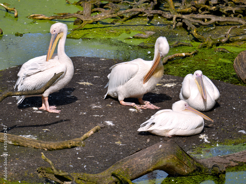 Group of white pelicans (Pelecanus onocrotalus) on ground Group of white pelicans (Pelecanus onocrotalus) on ground