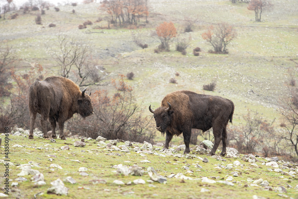 European bison stand during rain on the plain. Bison in Rhodope mountains. European nature. European bison stand during rain on the plain. Bison in Rhodope mountains. European nature.