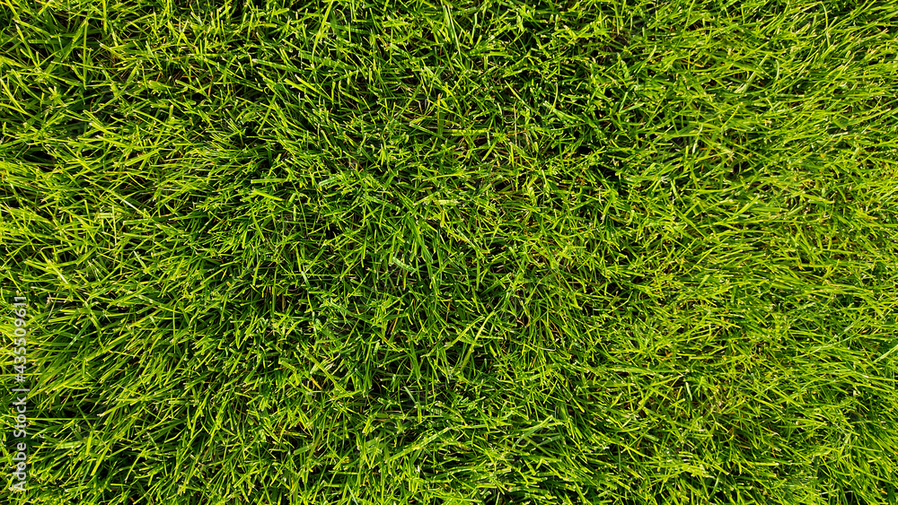 Fototapeta premium Fresh green grass field. Close-up top view. Texture, background.
