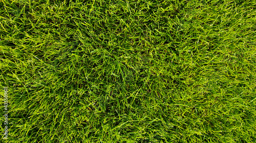 Fresh green grass field. Close-up top view. Texture, background.