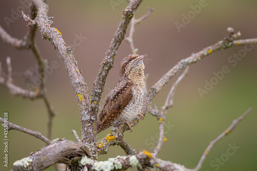 Eurasian wryneck or northern wryneck (Jynx torquilla) is a species of wryneck in the woodpecker family.