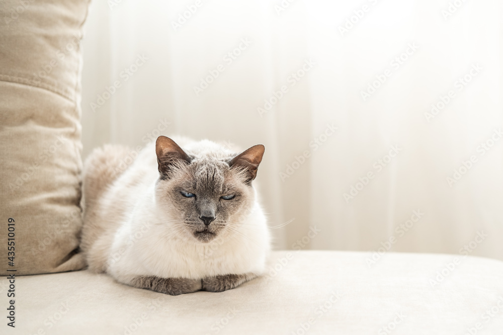 White cat with dark muzzle, as Thai breed, with blue eyes sitting on light sofa.