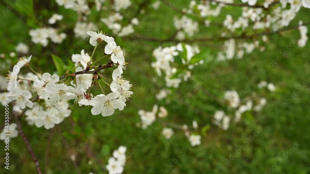 Cherry blossom tree in spring. Wind movement. High quality 4k footage