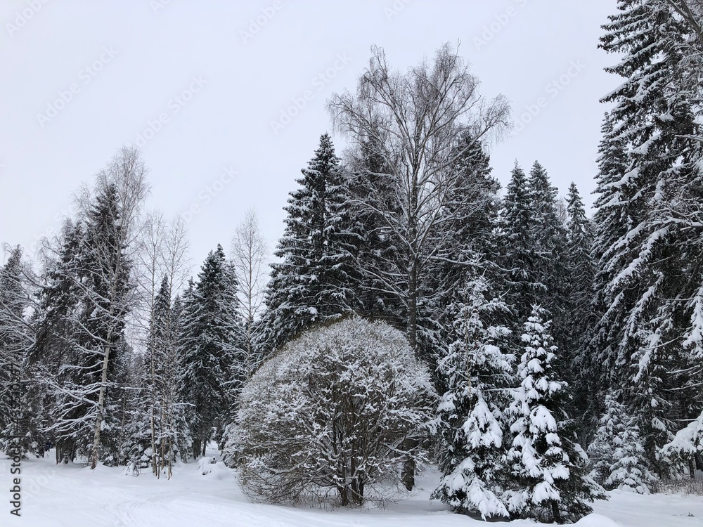 snow covered trees snow covered trees