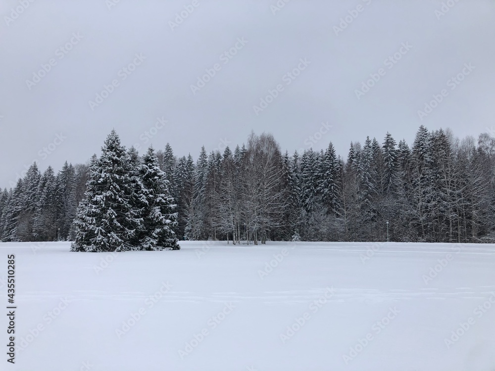 snow covered trees snow covered trees