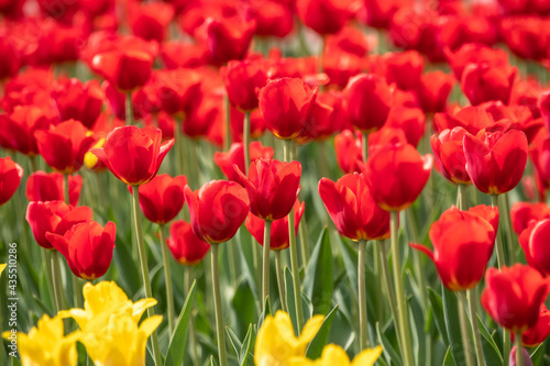 Red and yellow tulips on a green background