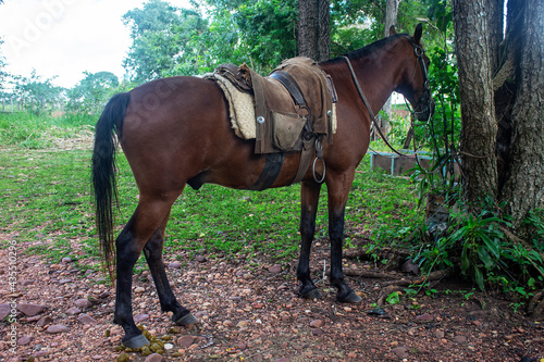 Riding horse on farm in Brazil