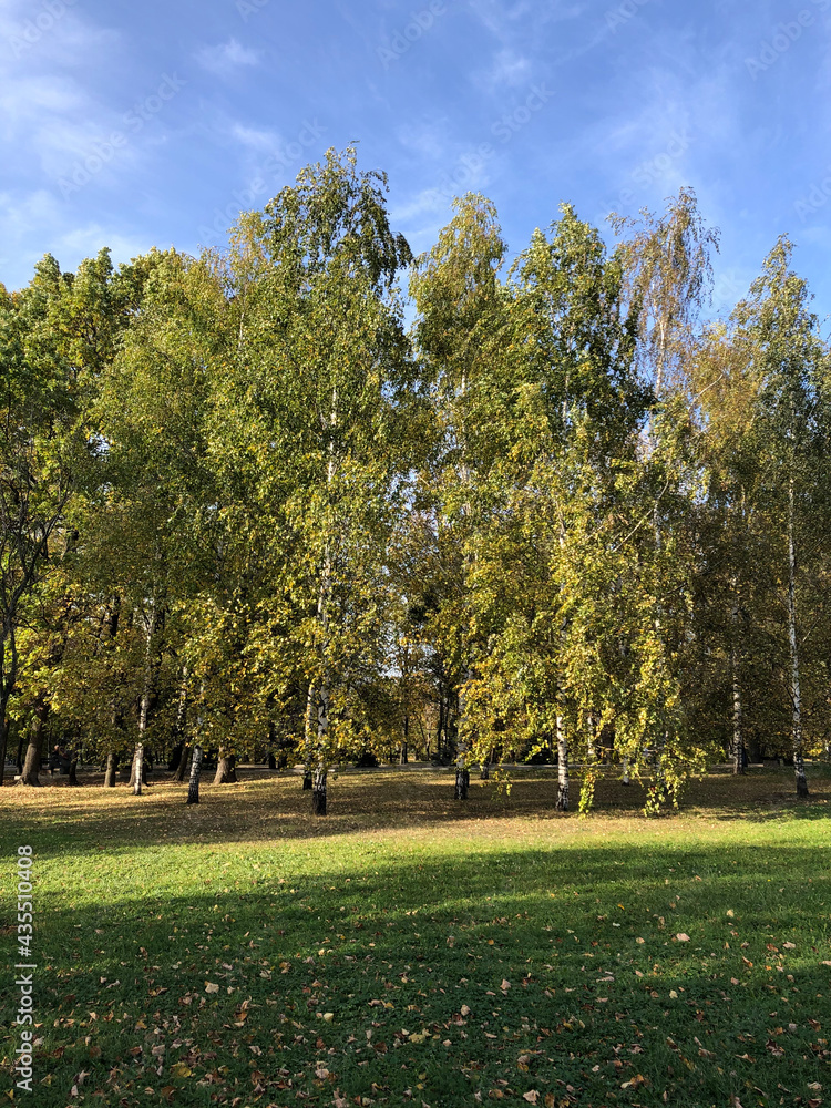 Fototapeta premium park in autumn